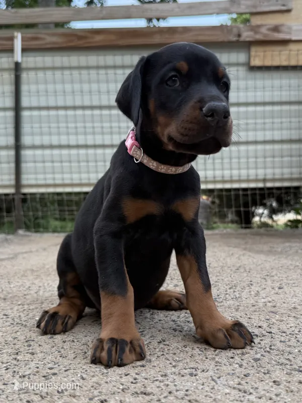Pink Collar Female Euro 1 – Doberman Pinscher puppy for sale in Newton, NC