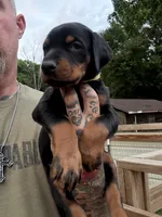 Yellow Collar Female Euro 2, a female Doberman Pinscher for sale in Newton, NC – 2 of 10