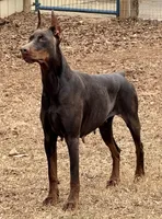 Pink Collar Female Euro 1, a female Doberman Pinscher for sale in Newton, NC – 5 of 9