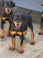 Female 1, a female Doberman Pinscher for sale in Newton, NC – 3 of 8