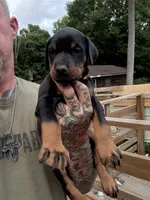Pink Collar Female Euro 1, a female Doberman Pinscher for sale in Newton, NC – 2 of 9