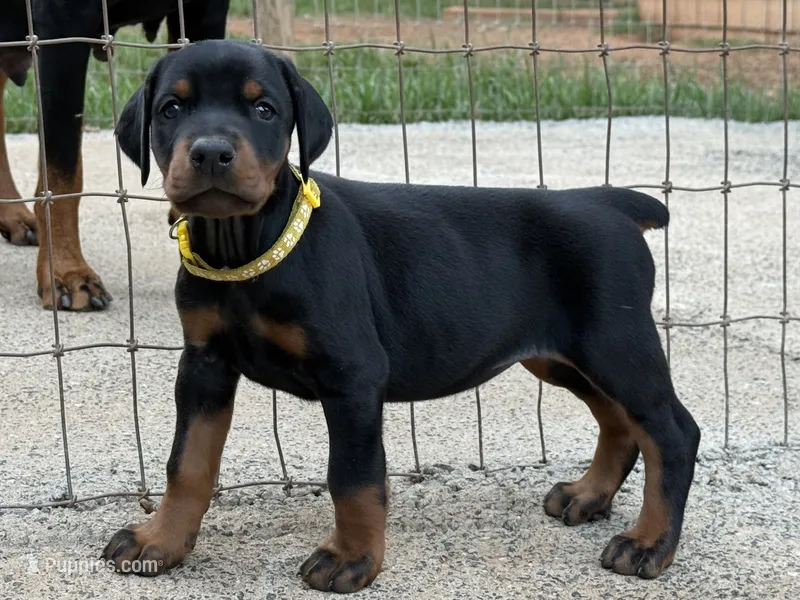 Yellow Collar Female Euro 2 – Doberman Pinscher puppy for sale in Newton, NC