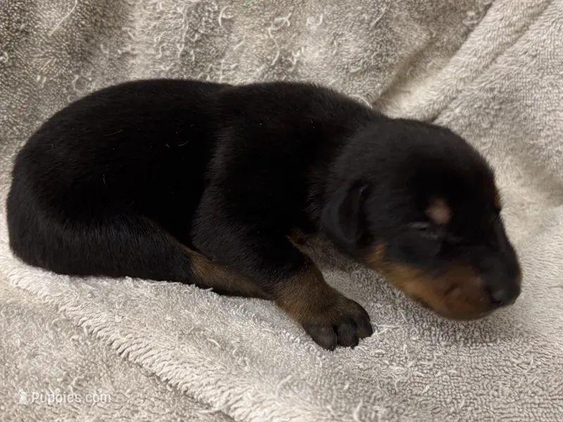 Male 2 – Doberman Pinscher puppy for sale in Newton, NC