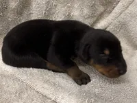 Male 2, a male Doberman Pinscher for sale in Newton, NC – 1 of 10