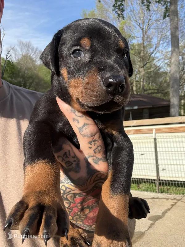 Black Collar Male  – Doberman Pinscher puppy for sale in Newton, NC