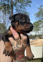 Gray Collar Male , a male Doberman Pinscher for sale in Newton, NC – Photo 1 of 10