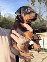 Black Collar Male , a male Doberman Pinscher for sale in Newton, NC – Photo 2 of 10