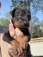 Gray Collar Male , a male Doberman Pinscher for sale in Newton, NC – Photo 10 of 10