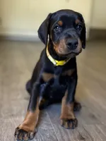 Yellow Collar Female Euro 2, a female Doberman Pinscher for sale in Newton, NC – 4 of 9