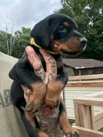 Yellow Collar Female Euro 2, a female Doberman Pinscher for sale in Newton, NC – 3 of 10