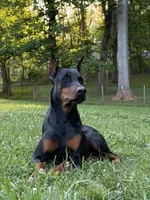 Female 2, a female Doberman Pinscher for sale in Newton, NC – 6 of 9