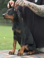 Purple Collar European Female , a female Doberman Pinscher for sale in Newton, NC – 5 of 10
