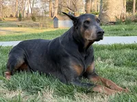 Blue Collar Boy , a male Doberman Pinscher for sale in Newton, NC – 6 of 10