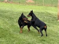 Lime Green Boy, a male Doberman Pinscher for sale in Newton, NC – 5 of 5