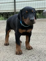 Dark Blue Boy , a male Doberman Pinscher for sale in Newton, NC – 2 of 7