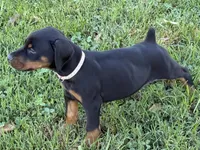 Pink Collar Female Euro 1, a female Doberman Pinscher for sale in Newton, NC – 4 of 10