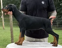 Purple Collar European Female , a female Doberman Pinscher for sale in Newton, NC – 3 of 10
