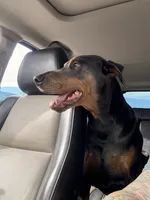 Male 4, a male Doberman Pinscher for sale in Newton, NC – 4 of 10