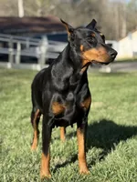 Dark Blue Boy , a male Doberman Pinscher for sale in Newton, NC – 5 of 7