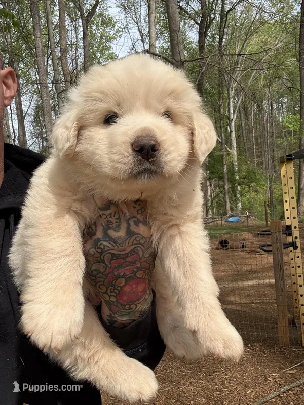 Male 1 – Great Pyrenees puppy for sale in Newton, NC