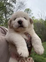 Male 1, a male Great Pyrenees for sale in Newton, NC – Photo 1 of 8