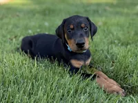 Blue Collar Boy , a male Doberman Pinscher for sale in Newton, NC – 3 of 10
