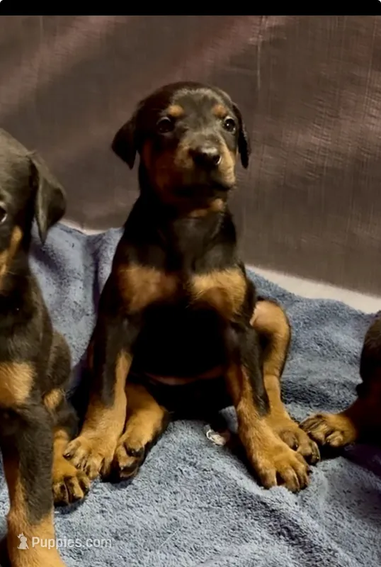 Female 4 – Doberman Pinscher puppy for sale in Newton, NC
