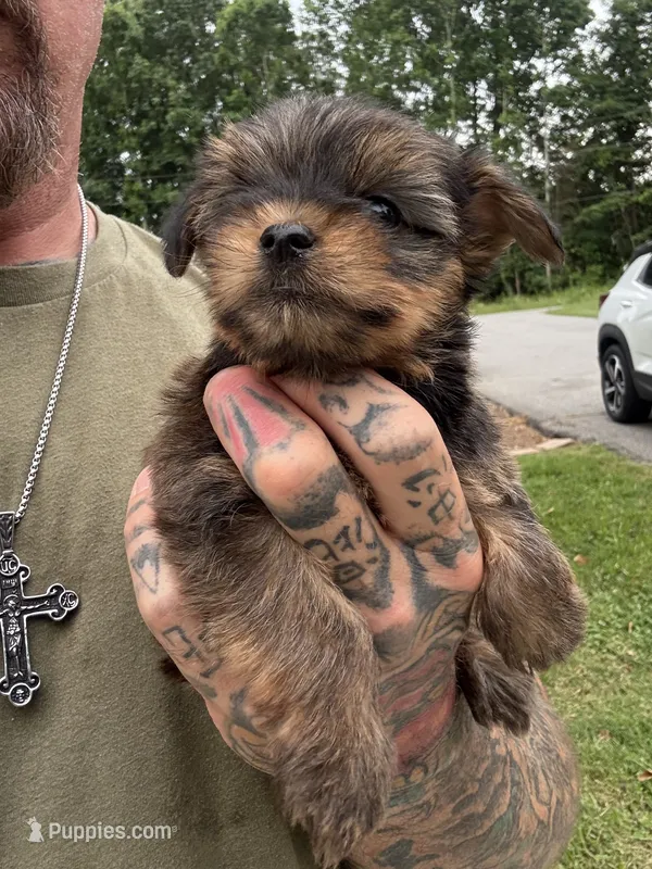 Yorkie Male 3 – Yorkshire Terrier puppy for sale in Newton, NC