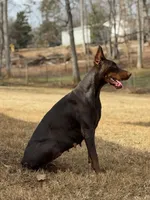Male Euro 3, a male Doberman Pinscher for sale in Newton, NC – 7 of 10