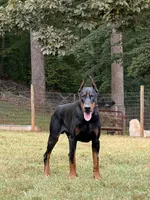 Male Euro 3, a male Doberman Pinscher for sale in Newton, NC – 5 of 10