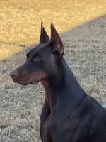 Male Euro 3, a male Doberman Pinscher for sale in Newton, NC – 8 of 10