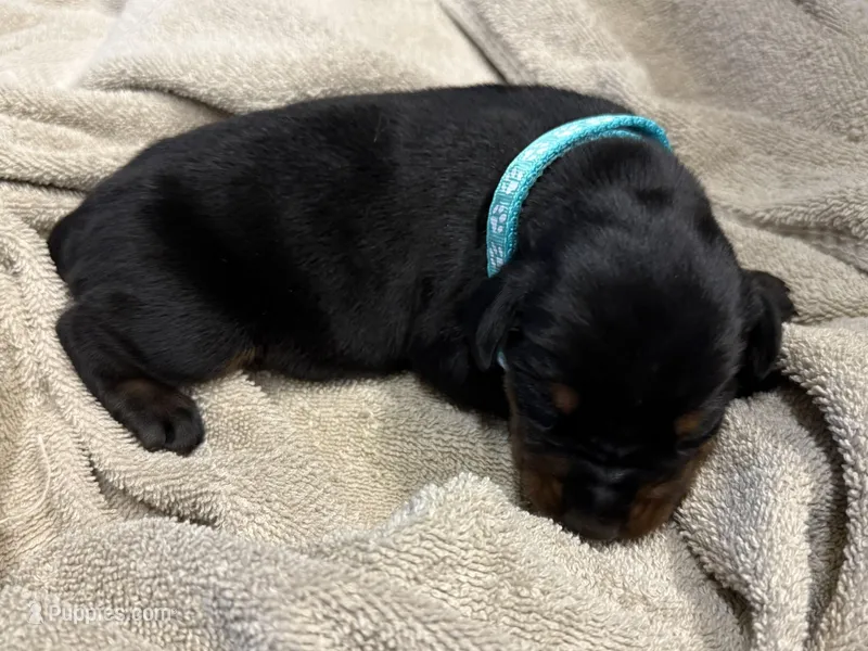 Male Euro 3 – Doberman Pinscher puppy for sale in Newton, NC