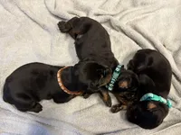 Male Euro 3, a male Doberman Pinscher for sale in Newton, NC – 2 of 10