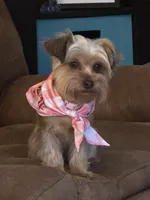 Yorkie Female 1, a female Yorkshire Terrier for sale in Newton, NC – 4 of 5