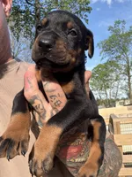 Blue Collar Male , a male Doberman Pinscher for sale in Newton, NC – Photo 10 of 10