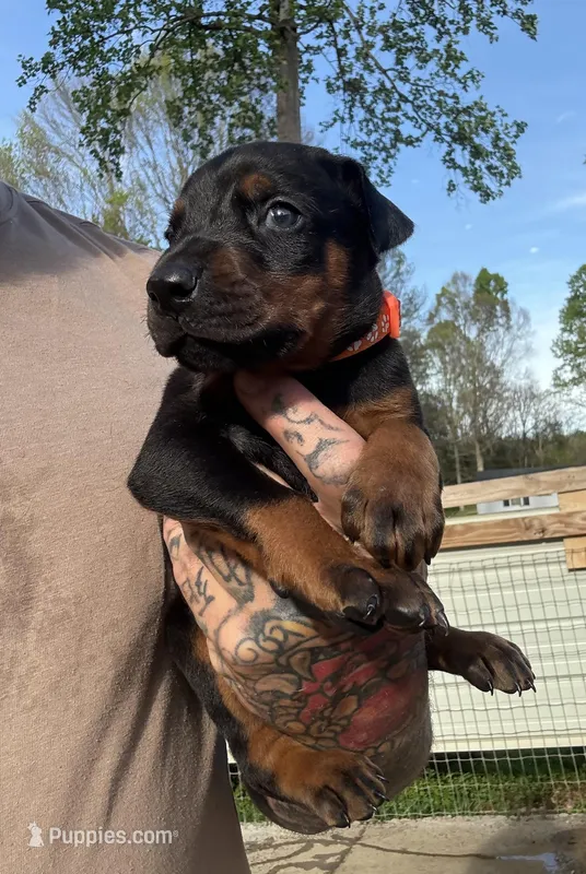 Orange Collar Male  – Doberman Pinscher puppy for sale in Newton, NC
