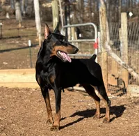 Blue Collar Male , a male Doberman Pinscher for sale in Newton, NC – Photo 3 of 10