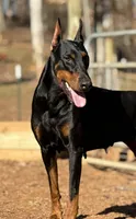 Blue Collar Male , a male Doberman Pinscher for sale in Newton, NC – Photo 2 of 10