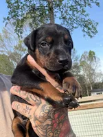 Orange Collar Male , a male Doberman Pinscher for sale in Newton, NC – Photo 9 of 10