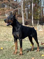 Blue Collar Male , a male Doberman Pinscher for sale in Newton, NC – Photo 5 of 10