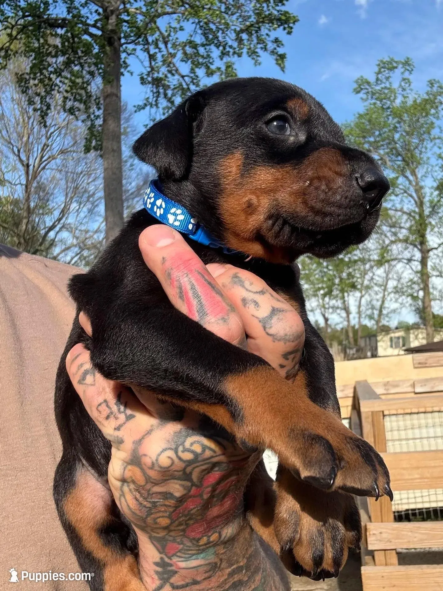 Blue Collar Male , a male Doberman Pinscher for sale in Newton, NC – Photo 1 of 10