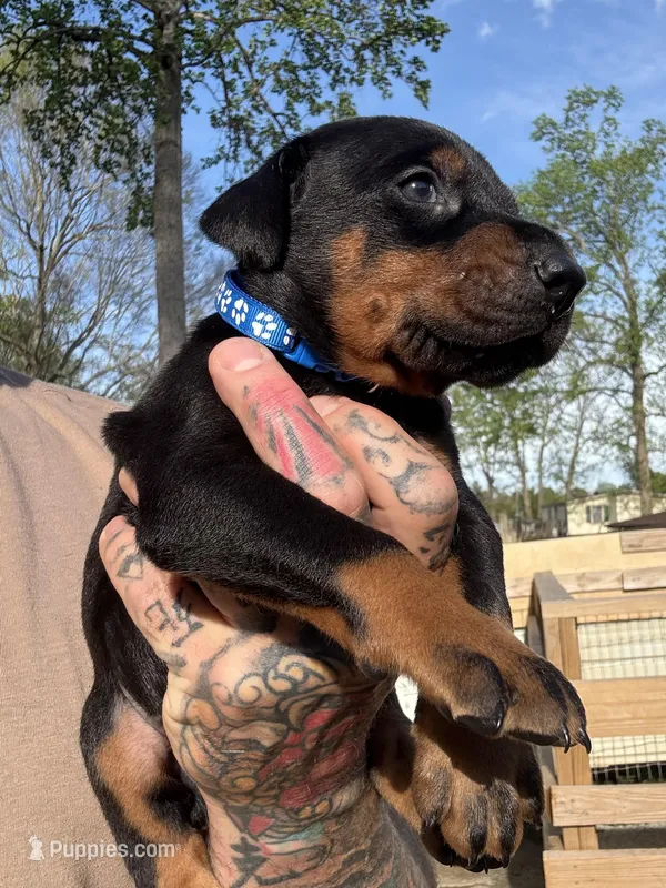 Blue Collar Male  – Doberman Pinscher puppy for sale in Newton, NC