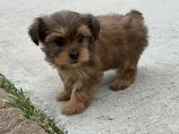 Yorkie Female 1, a female Yorkshire Terrier for sale in Newton, NC – 3 of 5