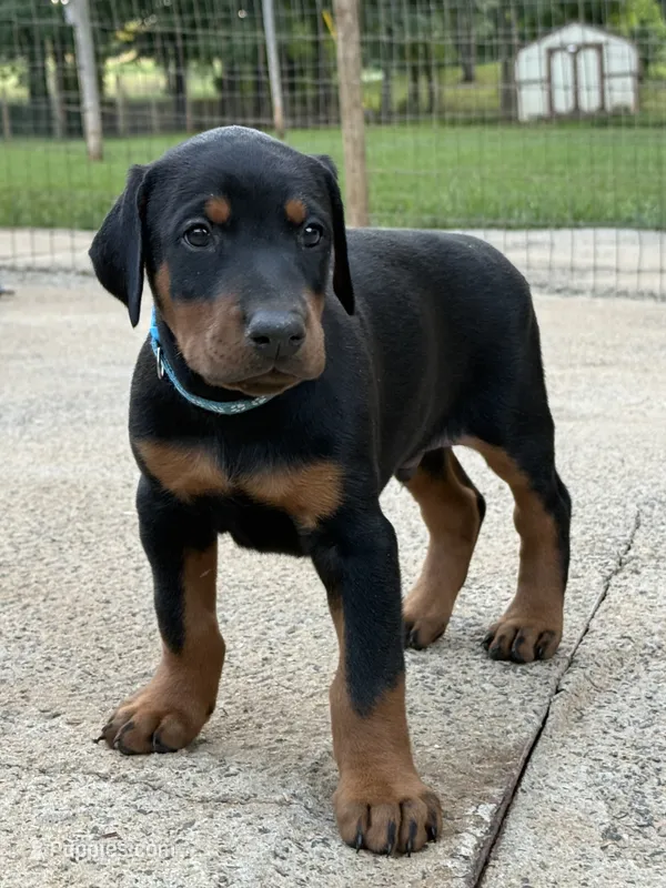 Dark Blue Boy  – Doberman Pinscher puppy for sale in Newton, NC