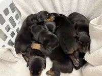 Male 1 , a male Doberman Pinscher for sale in Newton, NC – 2 of 10