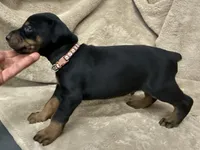 Male Euro 1 Brown Collar , a male Doberman Pinscher for sale in Newton, NC – 2 of 10