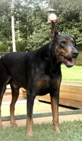 Male 2, a male Doberman Pinscher for sale in Newton, NC – 6 of 10