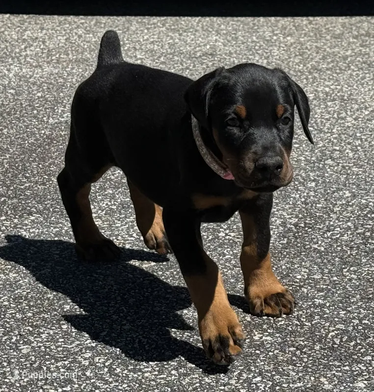 Pink Collar Female Euro 1 – Doberman Pinscher puppy for sale in Newton, NC