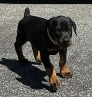 Pink Collar Female Euro 1, a female Doberman Pinscher for sale in Newton, NC – 2 of 10