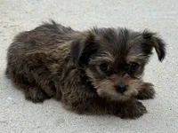 Yorkie Female 2, a female Yorkshire Terrier for sale in Newton, NC – 2 of 5
